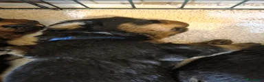 Rottweiler 1 