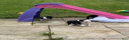 Boston Terrier dogs for sale: Stunning Boston Terrier Puppies  in Goole - Advert 12