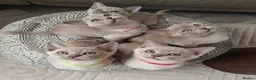 Burmese cats for sale: Reservations for a lilac burmese kittens - Advert 6
