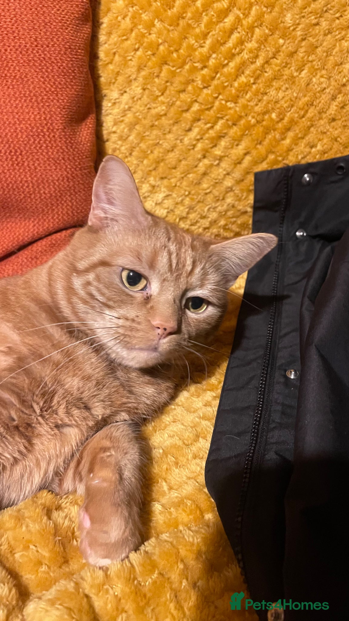 Mixed Breed cats Free orange Tom cat  - Advert 5