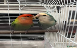 Lovebirds birds for sale: Male & female  - Advert 10