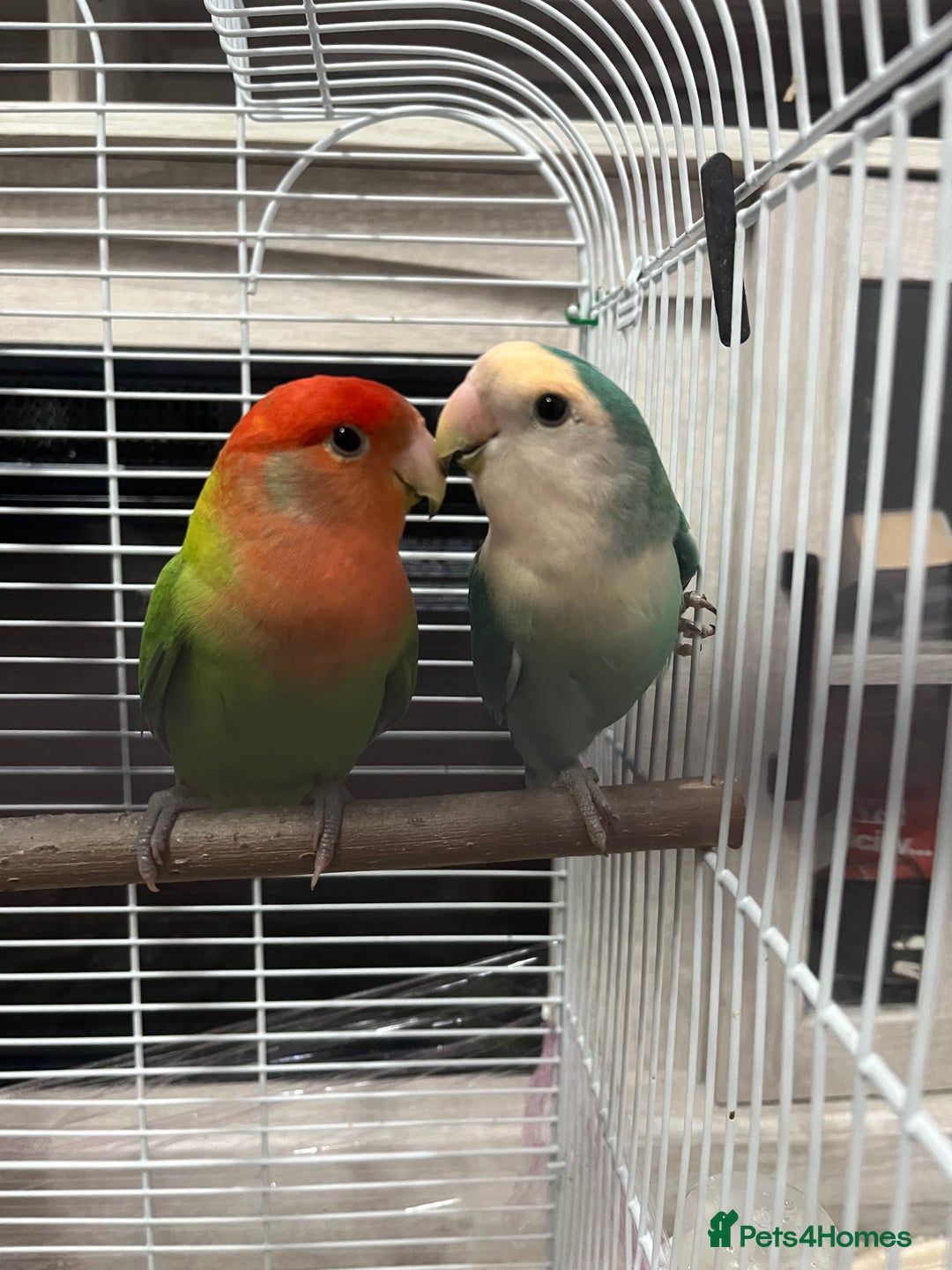 Lovebirds birds for sale: Male & female  - Advert 10