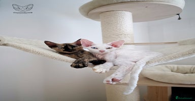 Devon Rex cats - Advert 16
