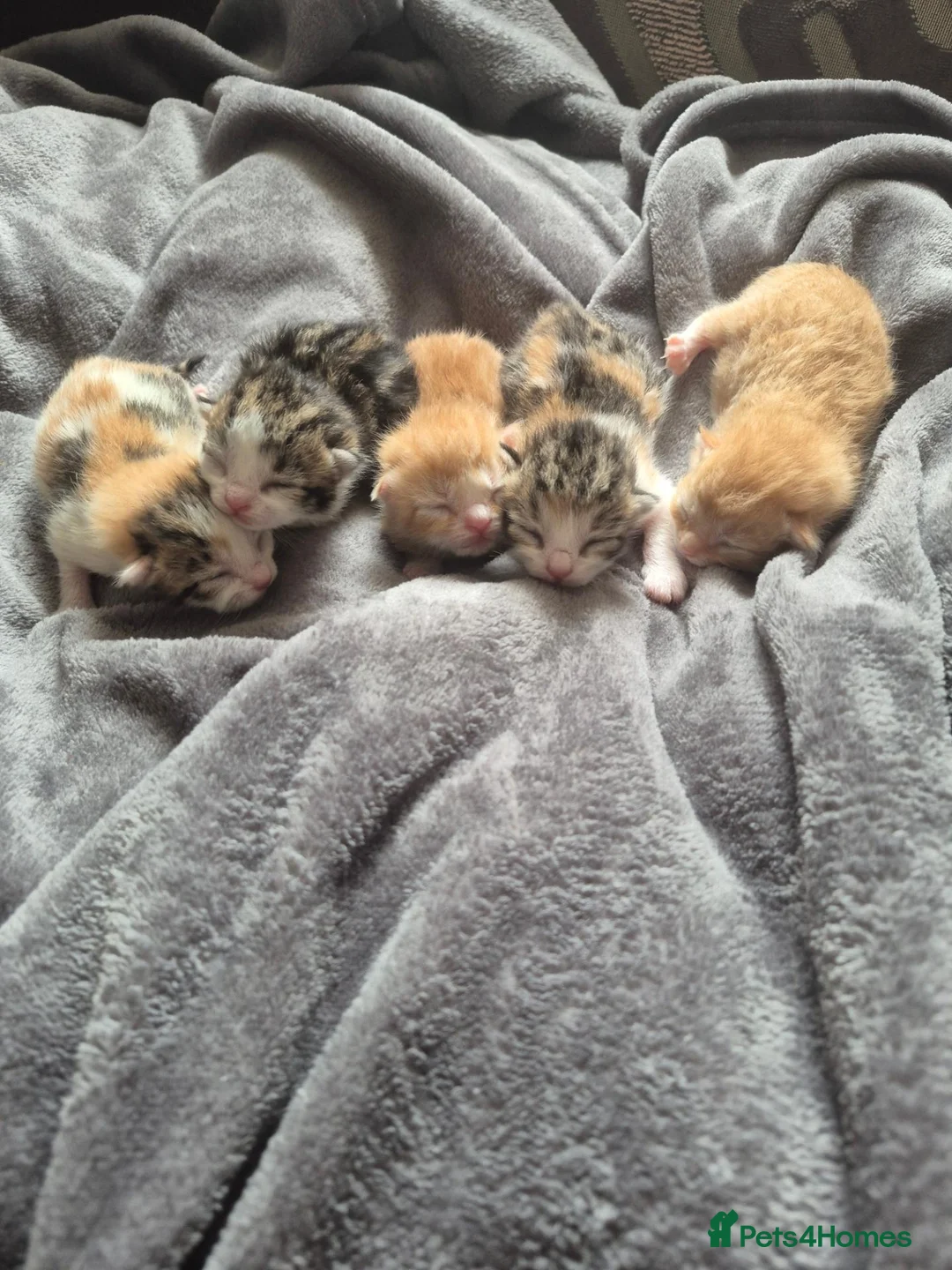 Mixed Breed cats for sale: Kittens 😸 - Advert 2