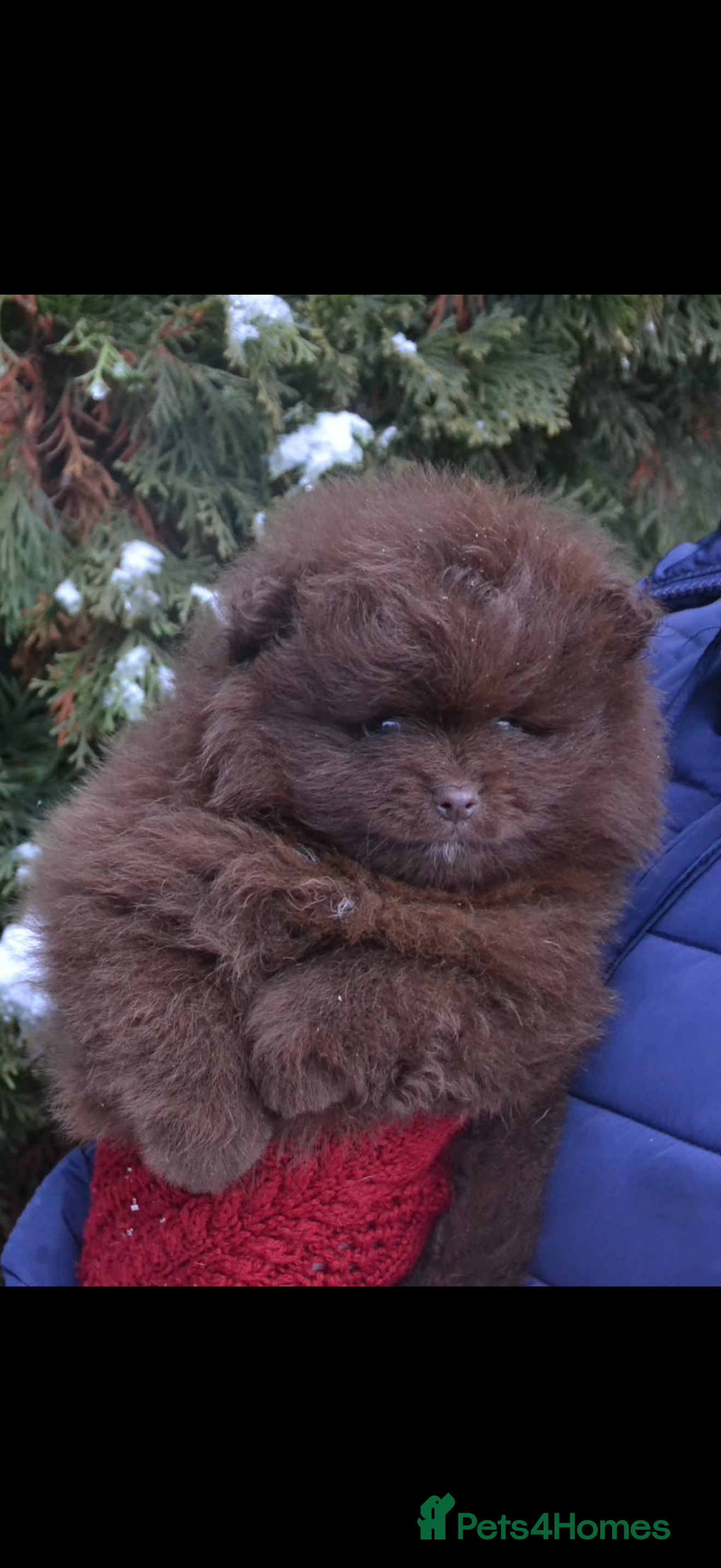 Pomeranian dogs STUNNING litter variety !😍🧸🤎✨ - Advert 3