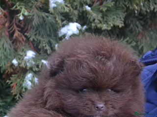 Pomeranian dogs STUNNING litter variety !😍🧸🤎✨ - Advert 4