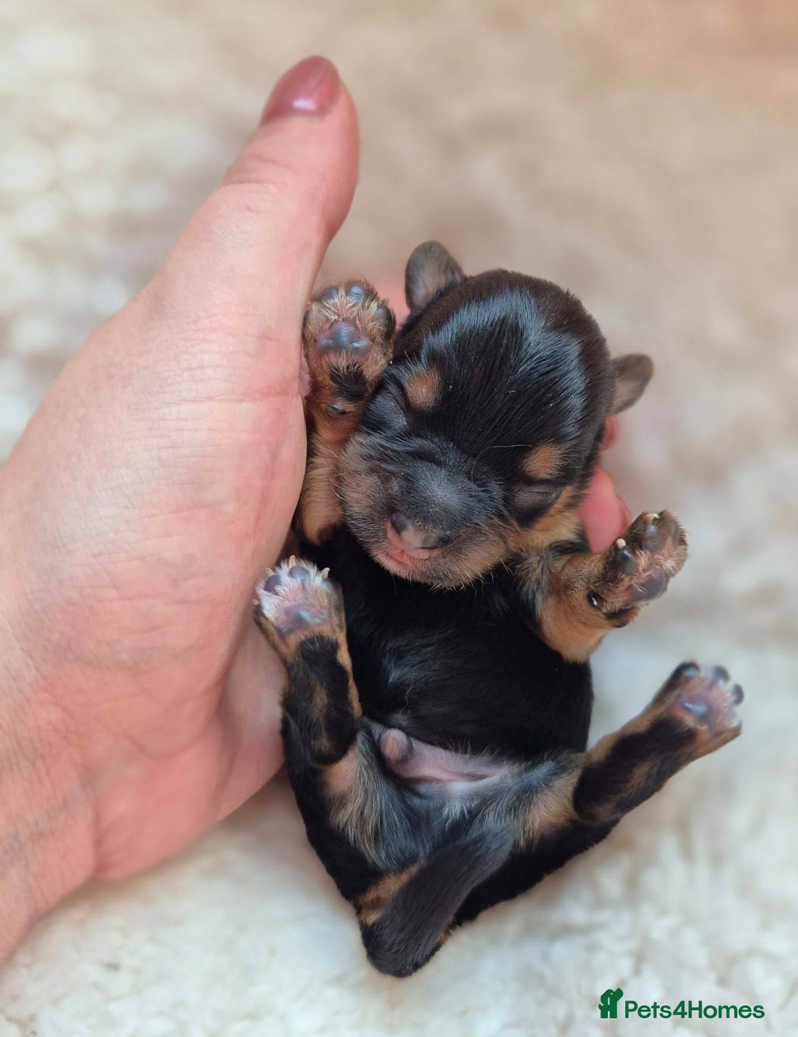 Yorkshire Terrier dogs Gorgeous Lilliputian Yorkies available  - Advert 2