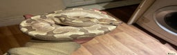 Python Snake reptiles for sale: Python - Advert 1