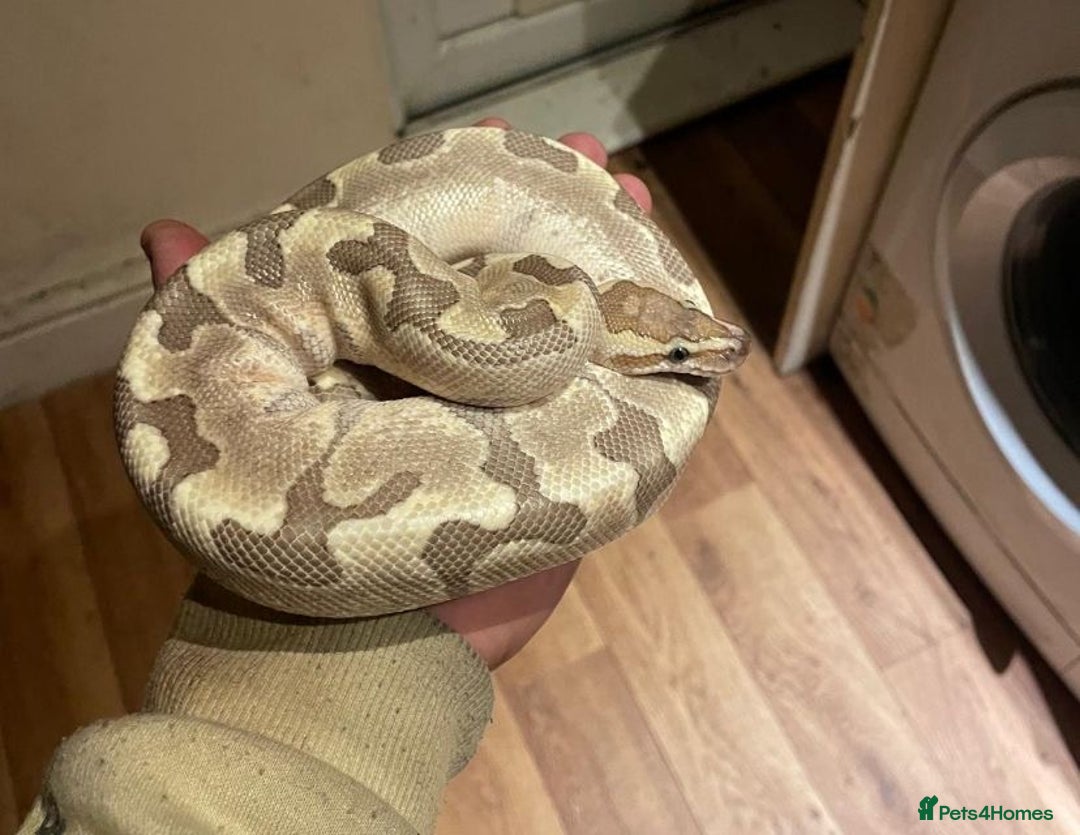 Python Snake reptiles for sale: Python - Advert 1