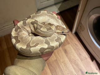 Python Snake reptiles Python - Advert 2