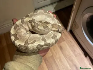 Python Snake reptiles Python - Advert 22