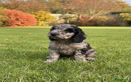 Cockapoo dogs for sale: F2b Cockapoo Puppies - 3 x girls still available - Image 9