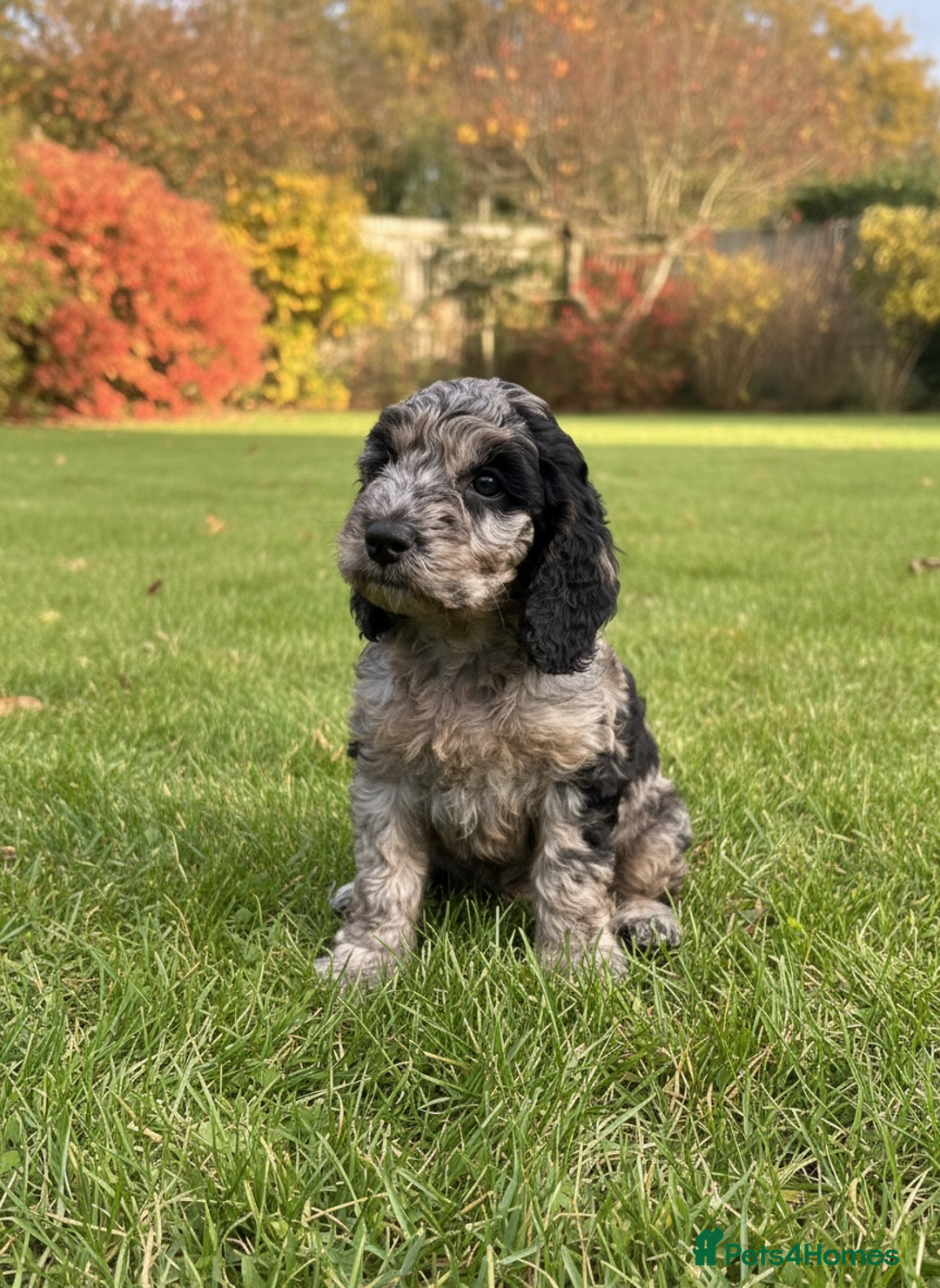 Cockapoo dogs for sale: F2b Cockapoo Puppies - 3 x girls still available - Image 9