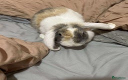 English rabbits for sale: Beautiful 5 month old male rabbit  - Image 1