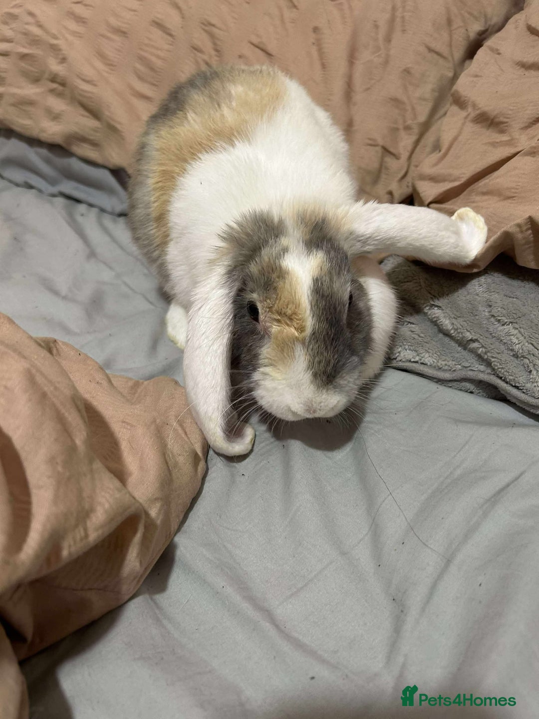 English rabbits for sale: Beautiful 5 month old male rabbit  - Image 1