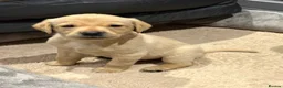 Labrador Retriever dogs for sale: Fox Red and Yellow Labrador Retriever Puppies  - Advert 11