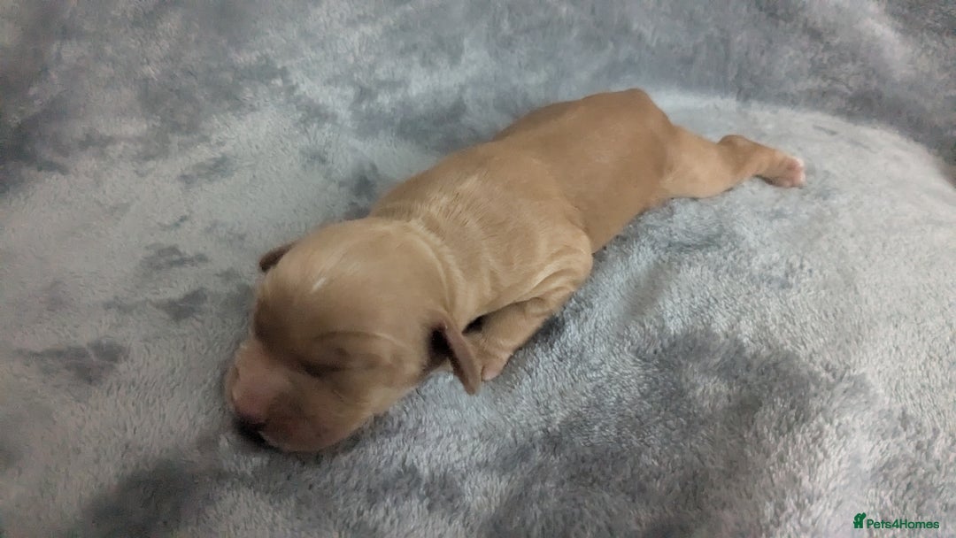 Cocker Spaniel dogs for sale: Adorable Working-Type Cocker Spaniel Puppies  - Image 8