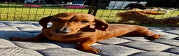 Miniature Dachshund dogs for adoption: Baly – Mini Dachshund Looking for a Forever Home in Caterham - Advert 3