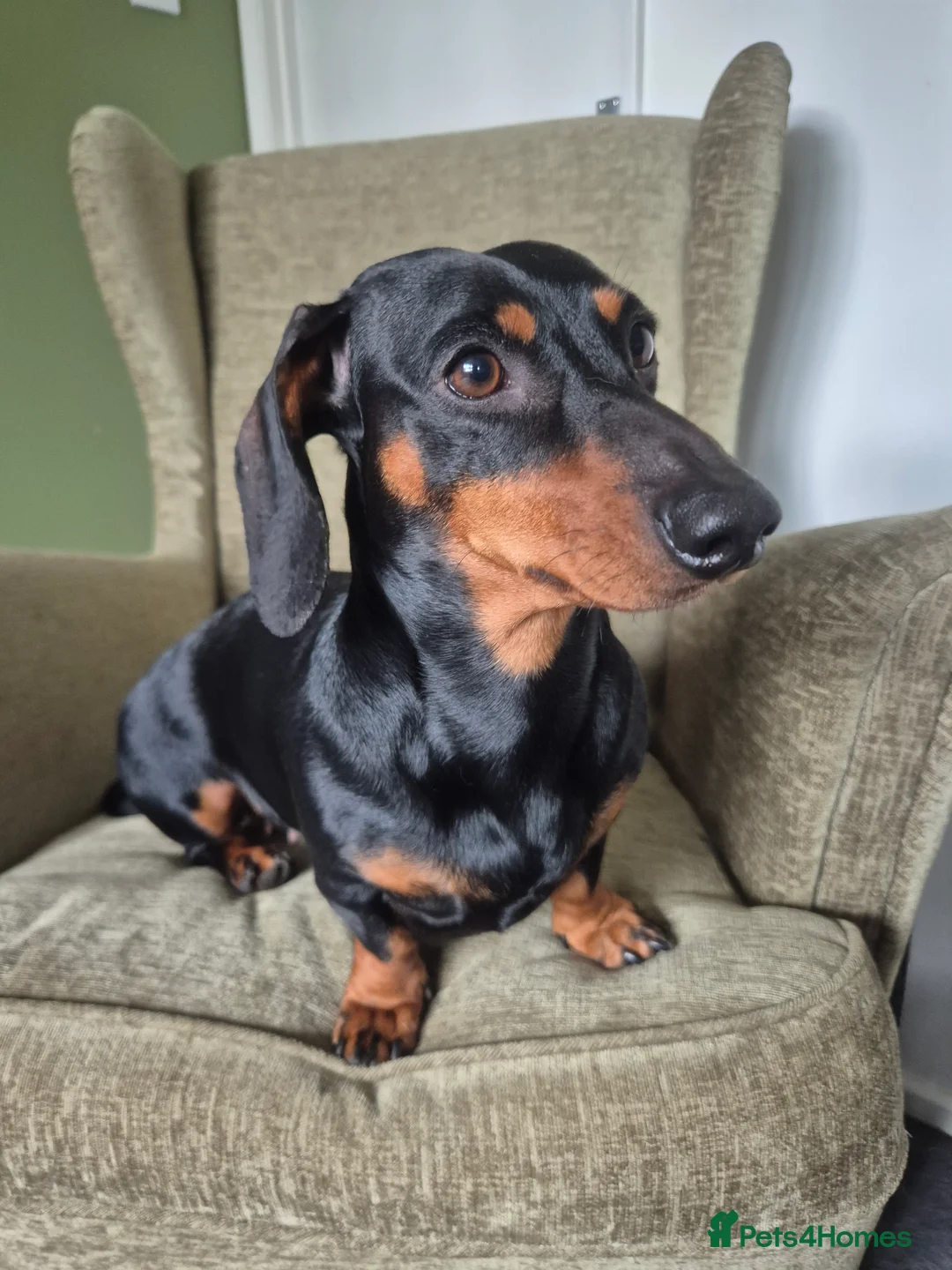 Dachshund dogs for sale: STANDARD dachshund - Advert 5