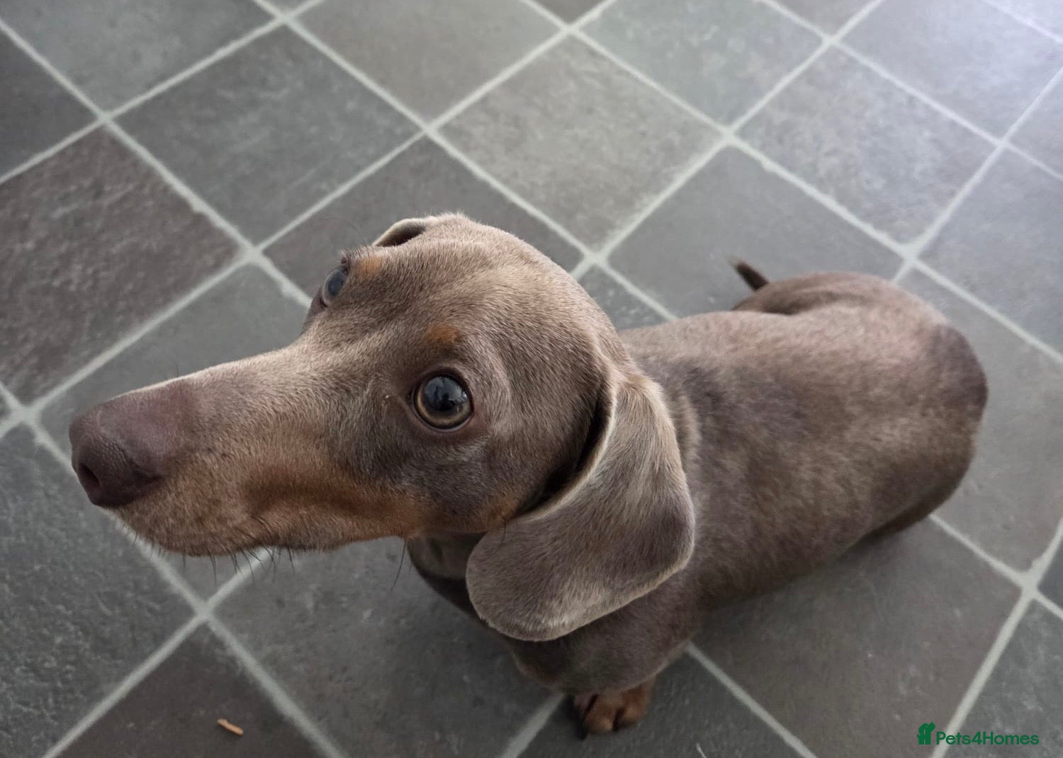 Miniature Dachshund dogs for stud: KC Registered Isabella & Tan Stud in Keighley - Advert 2