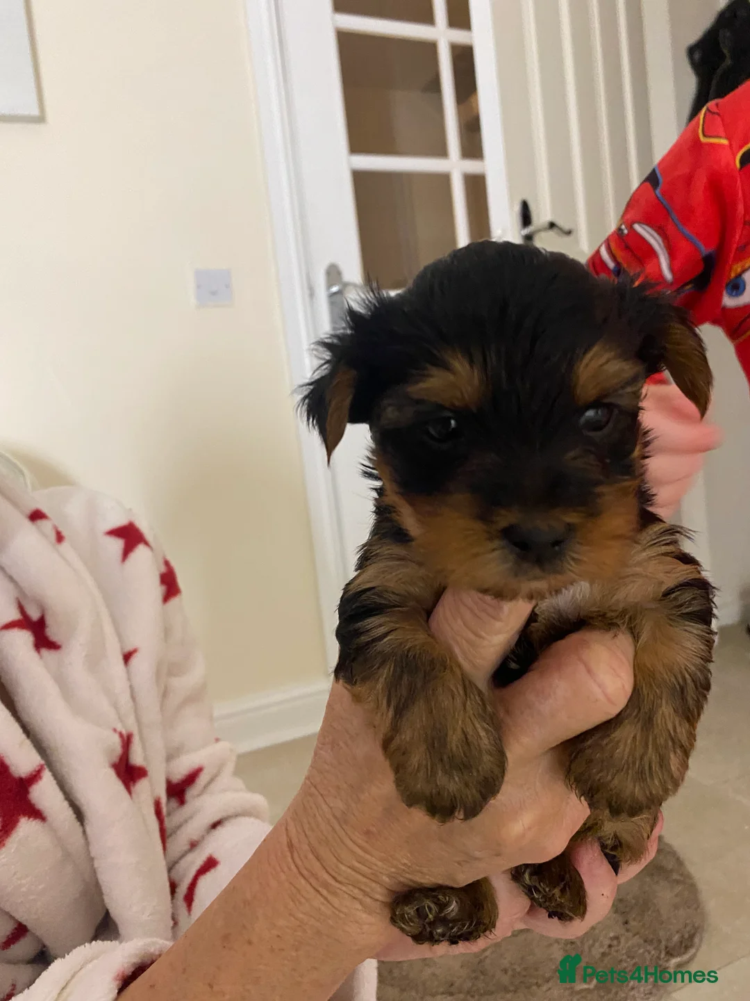 Yorkshire Terrier dogs for sale: Yorkshire terroir puppies  - Advert 10