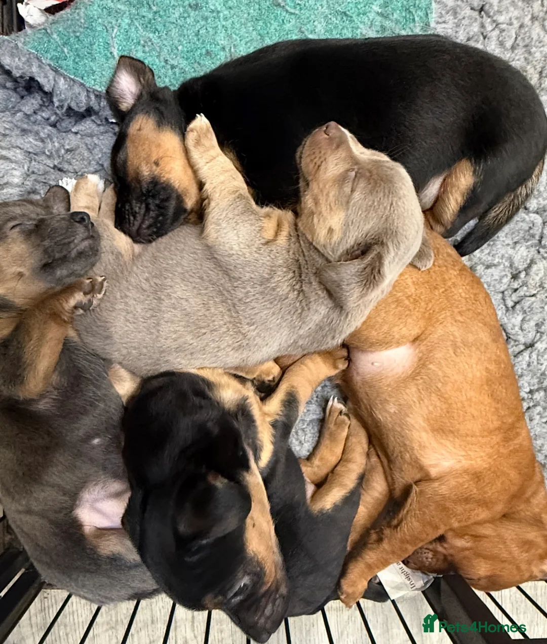 Jack Russell dogs for sale: Blue gene Jack Russell puppies - Advert 10