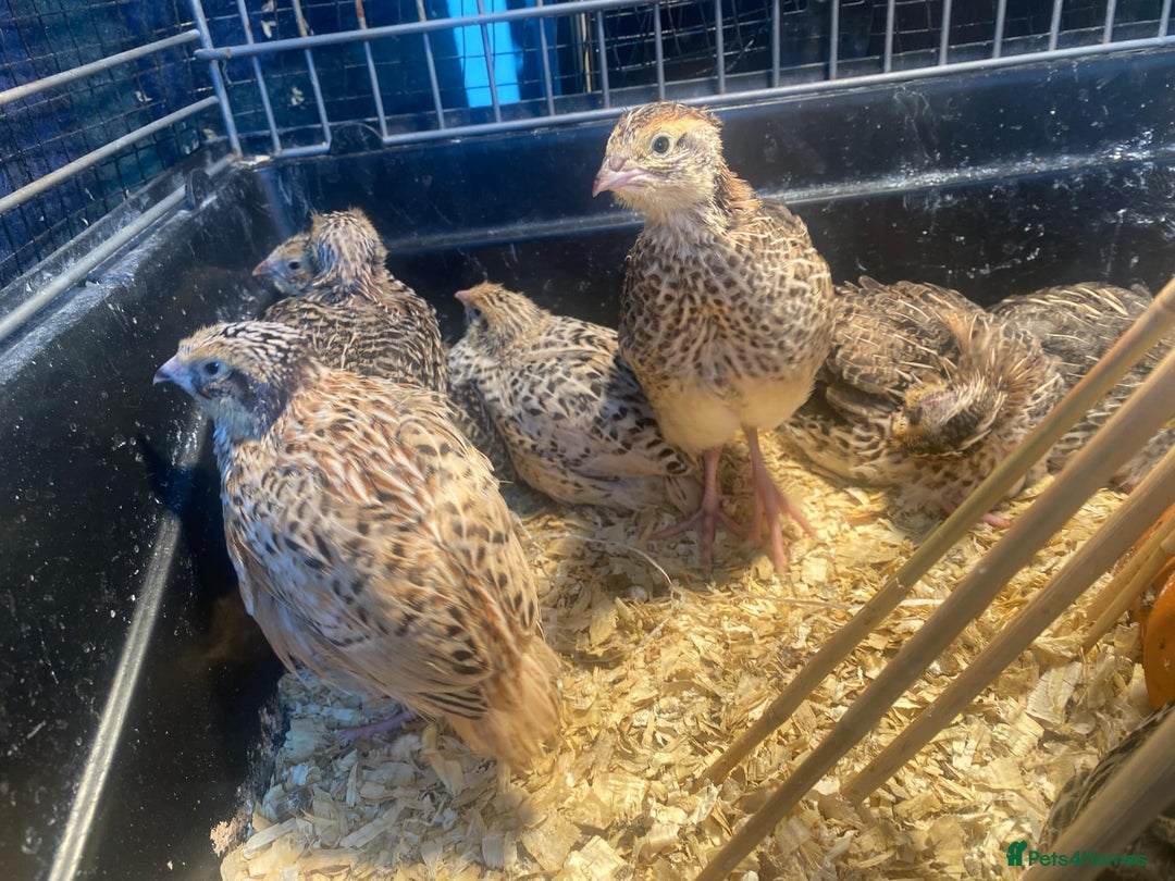 Quail poultry for sale: Fancy Coloured Japanese Jumbo Coturnix Quail - Image 12