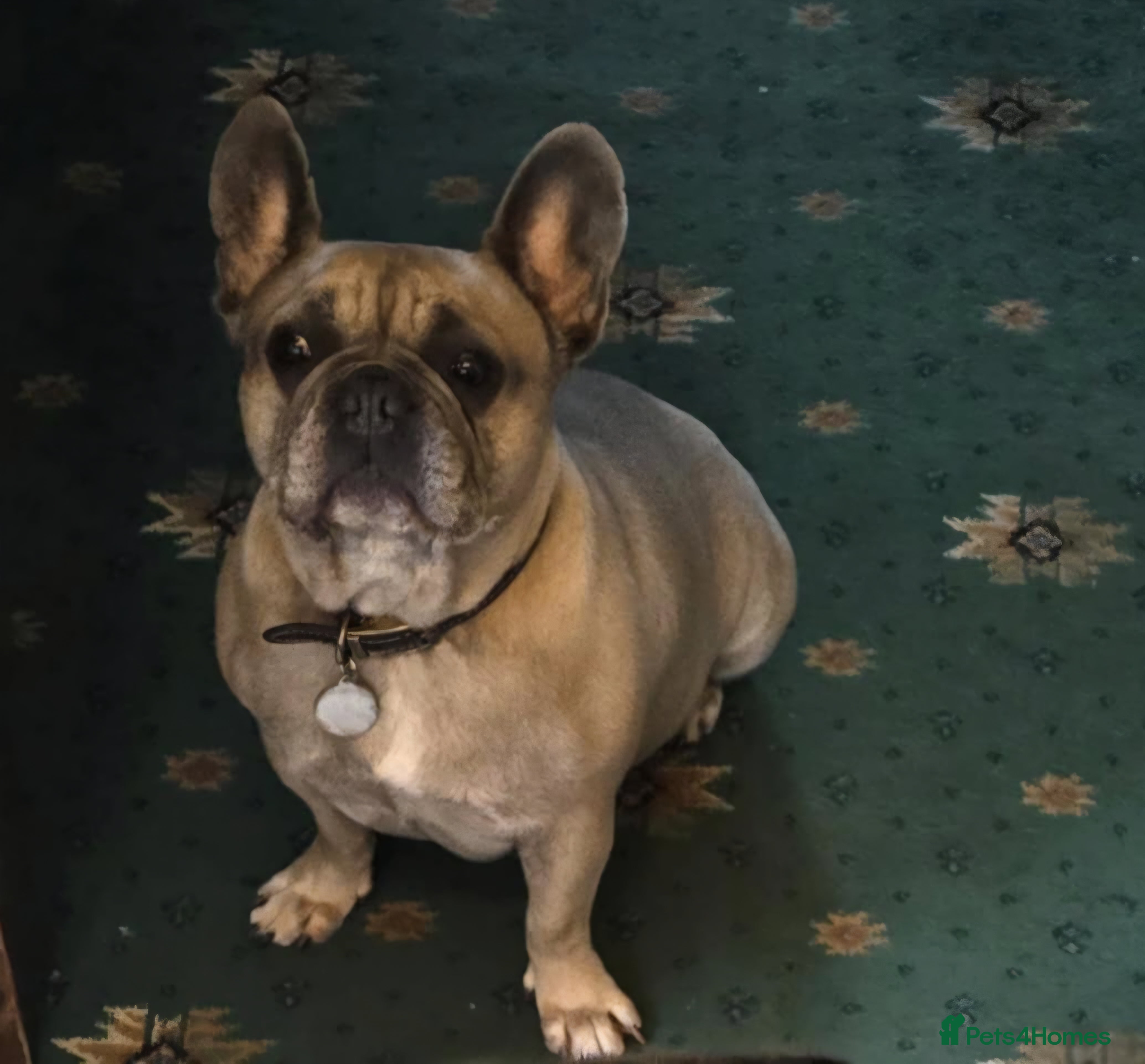 French Bulldog dogs Female French Bulldog - Advert 1