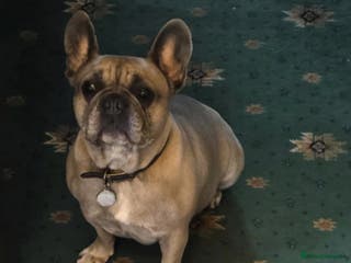 French Bulldog dogs Female French Bulldog - Advert 1