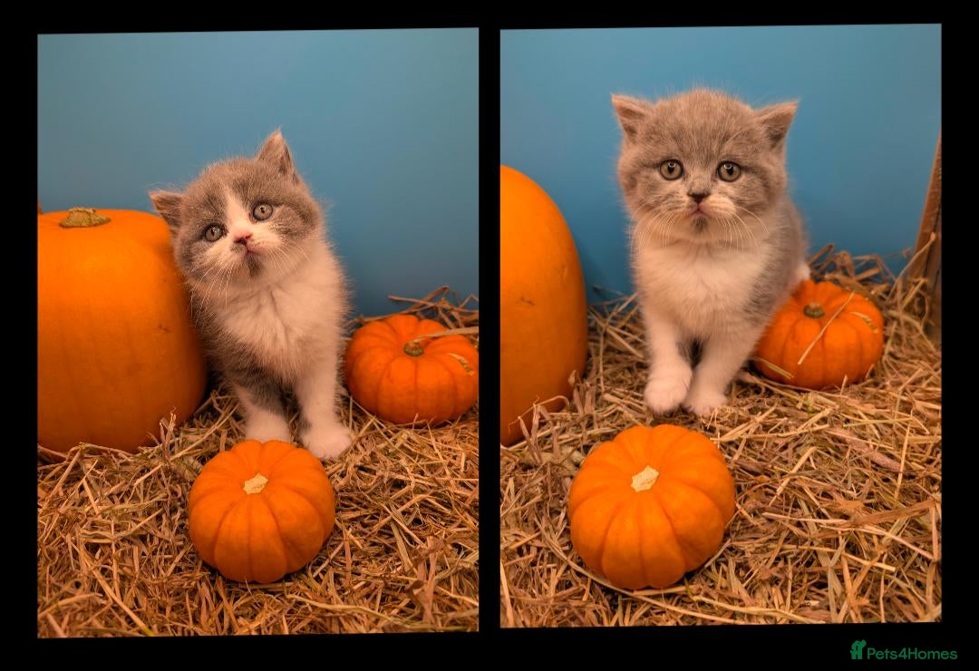 British Longhair cats for sale: British long hair bicolor  - Advert 7