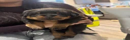 Rottweiler dogs for stud: BIG BONED GERMAN ROTTWEILER FOR STUD  - Advert 14