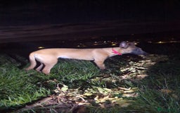 Belgian Shepherd Dog dogs for sale: Belgian malinois  - Advert 5