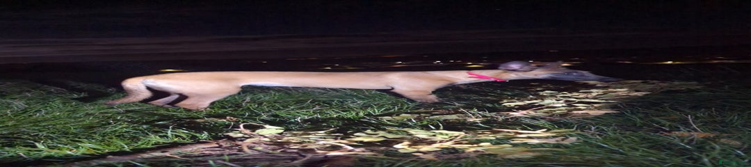 Belgian Shepherd Dog Puppy 1