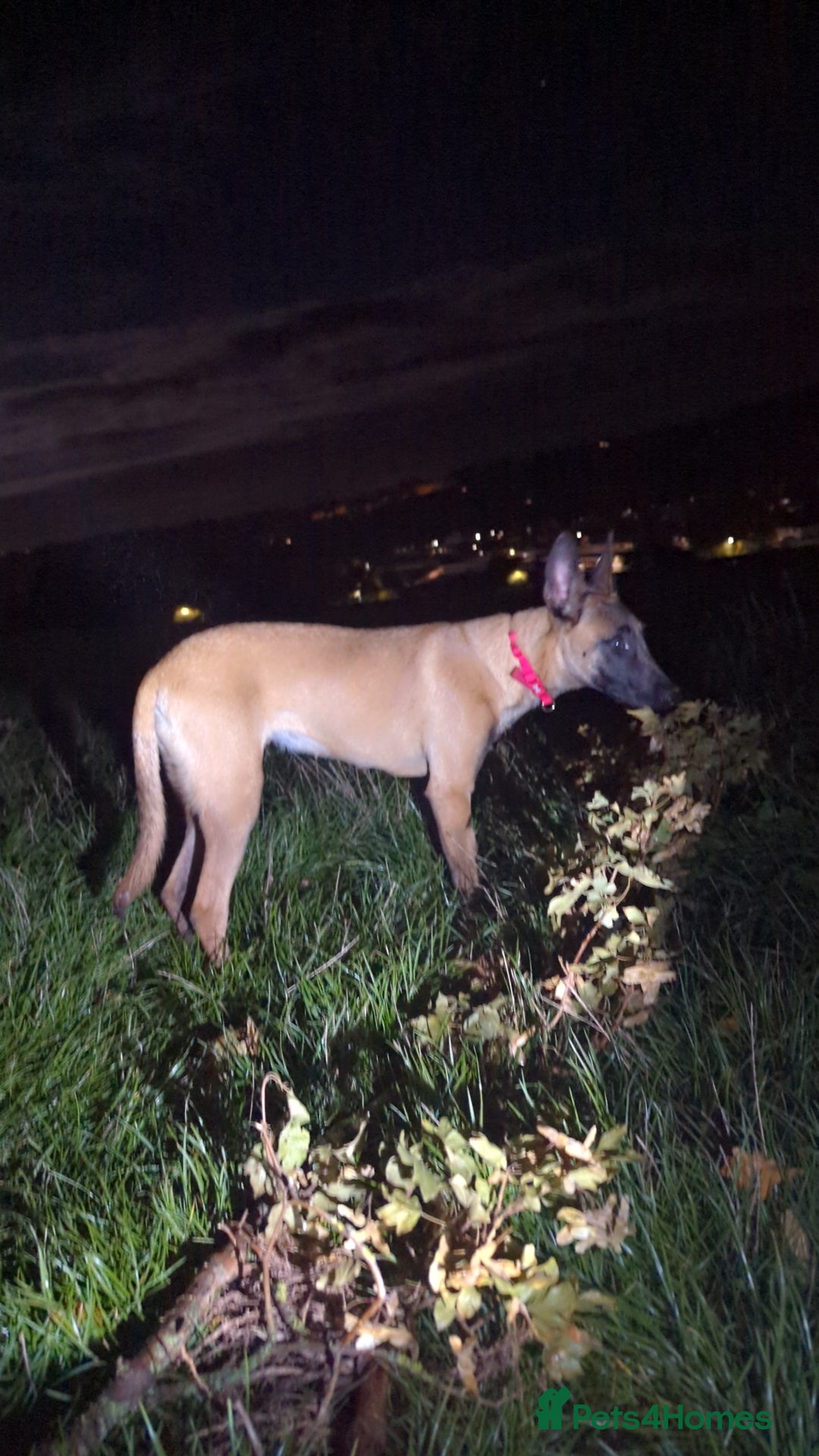 Belgian Shepherd Dog dogs for sale: Belgian malinois  - Advert 5