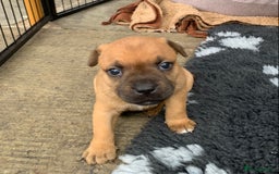 Staffordshire Bull Terrier dogs for sale: Stunning Red Staffy puppies KC top bloodlines - Image 20