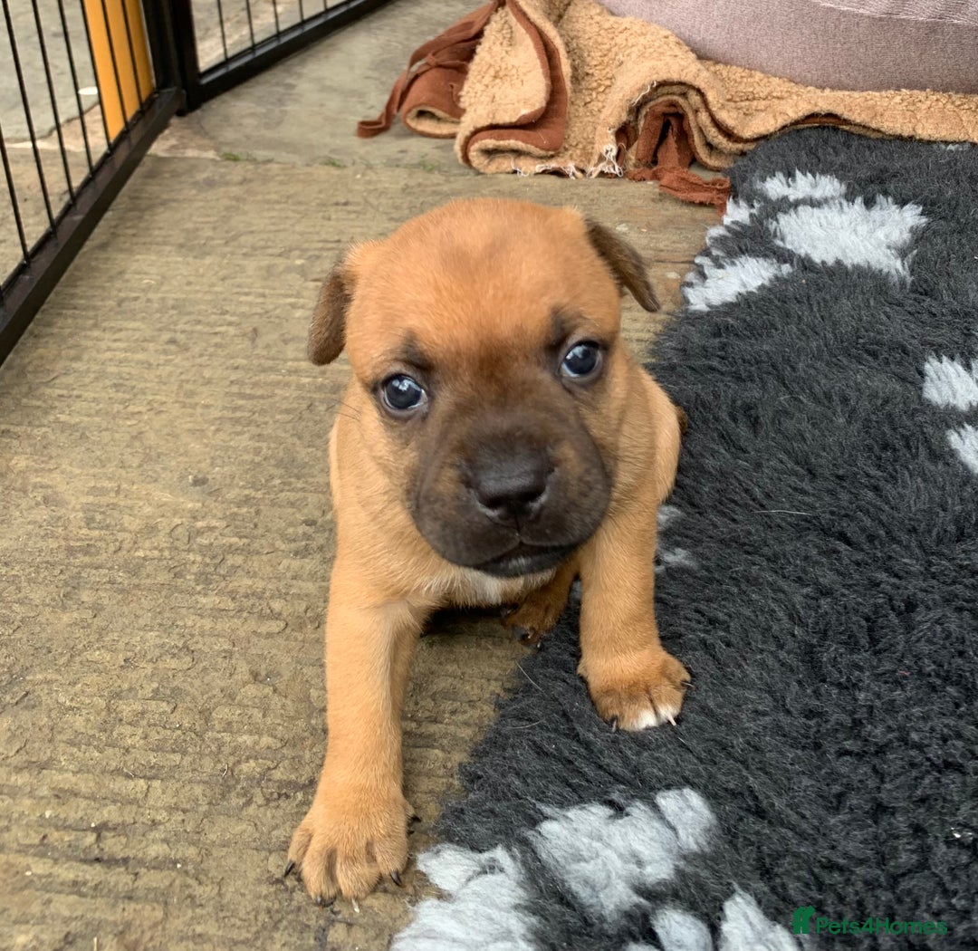 Staffordshire Bull Terrier dogs for sale: Stunning Red Staffy puppies KC top bloodlines - Image 20