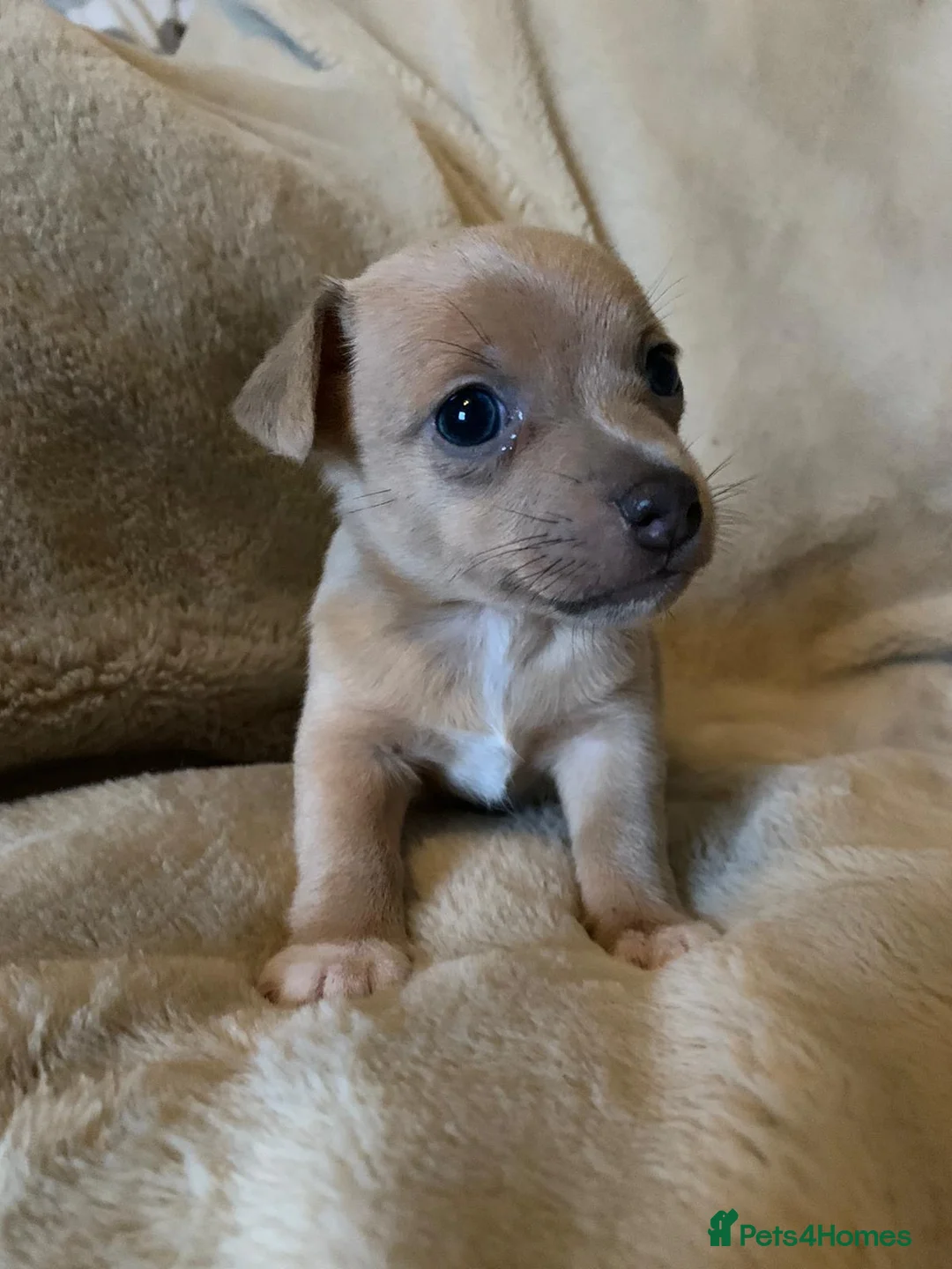 Jack Russell dogs for sale: Exceptional unusual coloured mini JR puppies - Advert 28