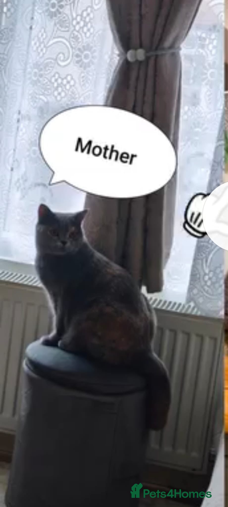 British Shorthair cats British Shorthair kittens – home raised  - Advert 2