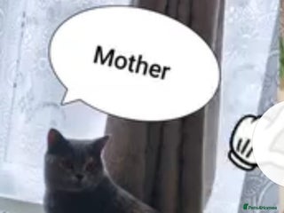 British Shorthair cats British Shorthair kittens – home raised - Advert 2