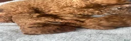 Toy Poodle dogs for sale: Red toy poodle puppies  in Nottingham - Advert 12