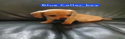 Chiweenie dogs for sale: Minature Daschund and Chihuahua Mix - Advert 2