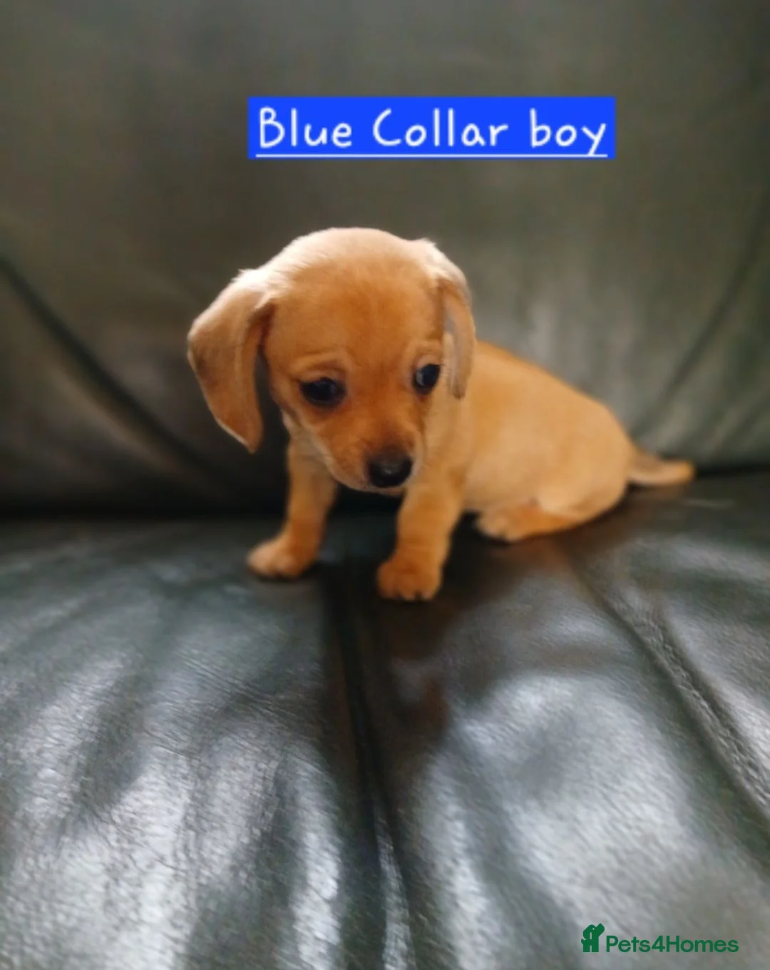 Chiweenie dogs for sale: Minature Daschund and Chihuahua Mix - Advert 2
