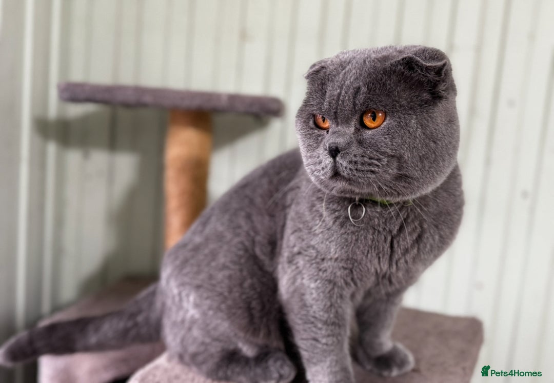 British Shorthair cats for sale: Gorgeous Scottish Fold male, 1.5y old - Advert 2