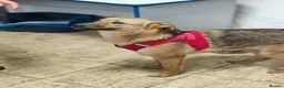 Mixed Breed dogs for adoption: ❤️🐶 MALTA – EASY TO LOVE, EASY TO LIVE WITH in Burton-on-Trent - Advert 4