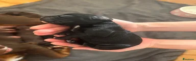 Cocker Spaniel 4