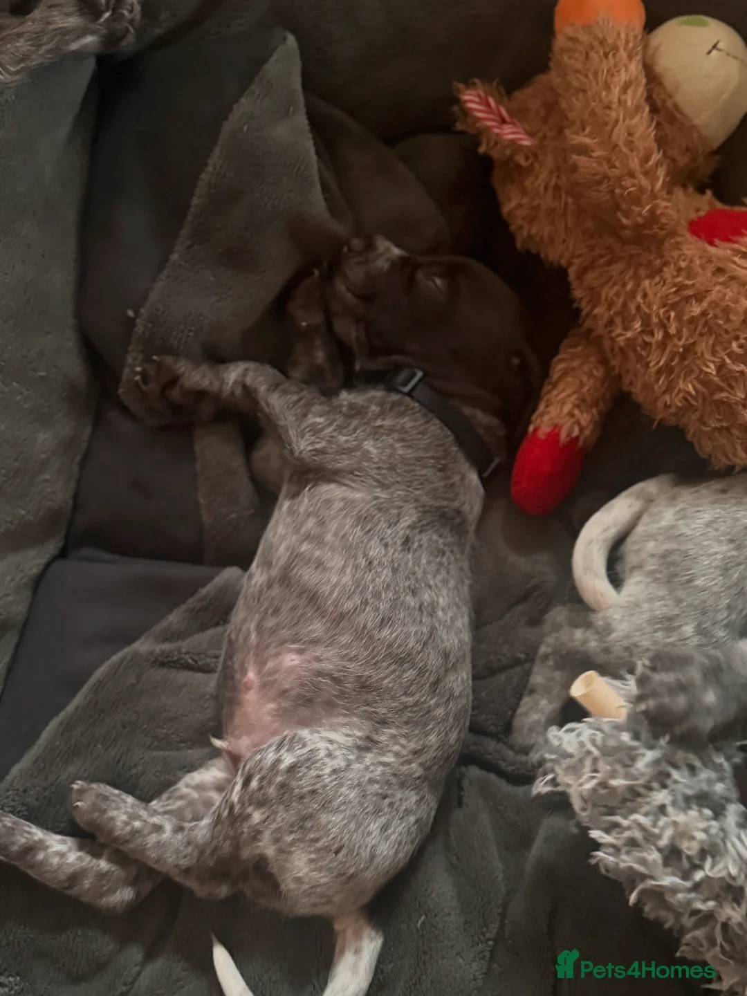 Mixed Breed dogs for sale: German pointers  - Advert 8