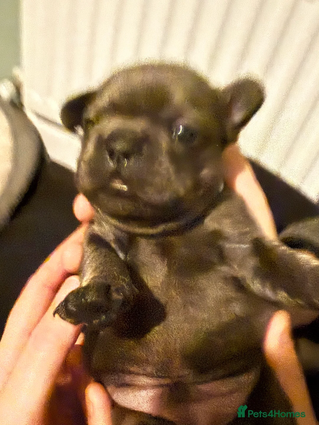 French Bulldog dogs for sale: French Bulldog Puppies - Advert 7