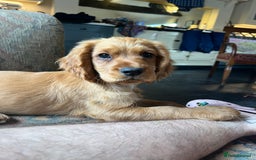 Cocker Spaniel dogs for sale: Working Coker spaniels  in Worcester - Image 18