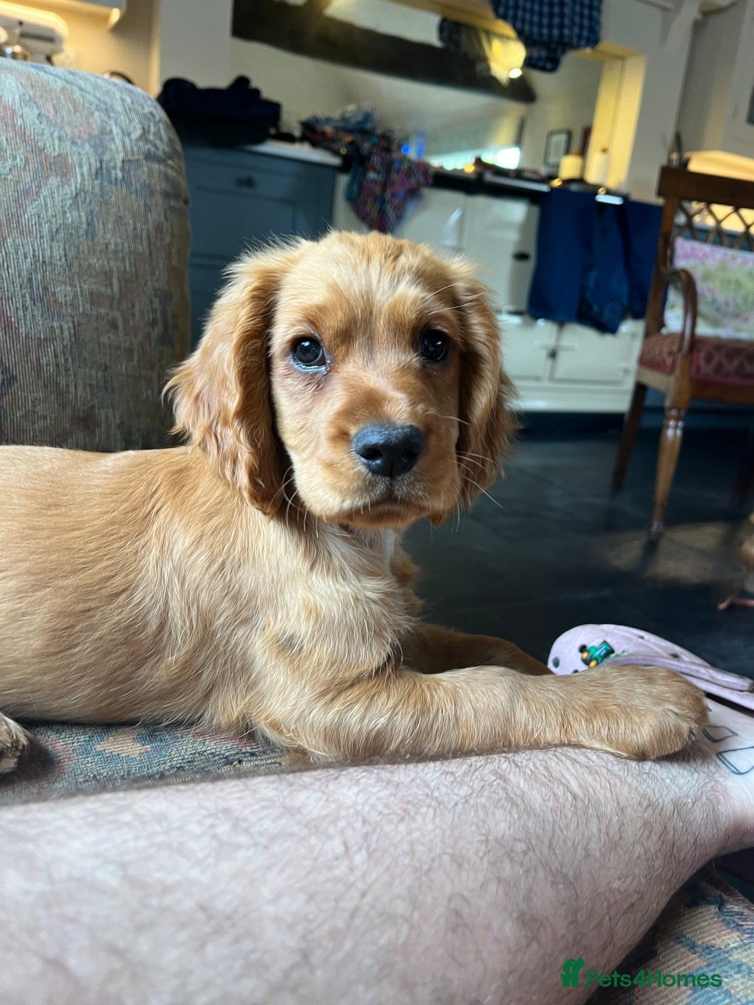 Cocker Spaniel dogs for sale: Working Coker spaniels  in Worcester - Image 18
