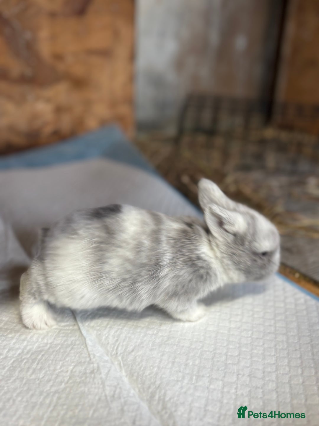 Mini Lop rabbits for sale: White & Grey Mini Lops - Advert 21